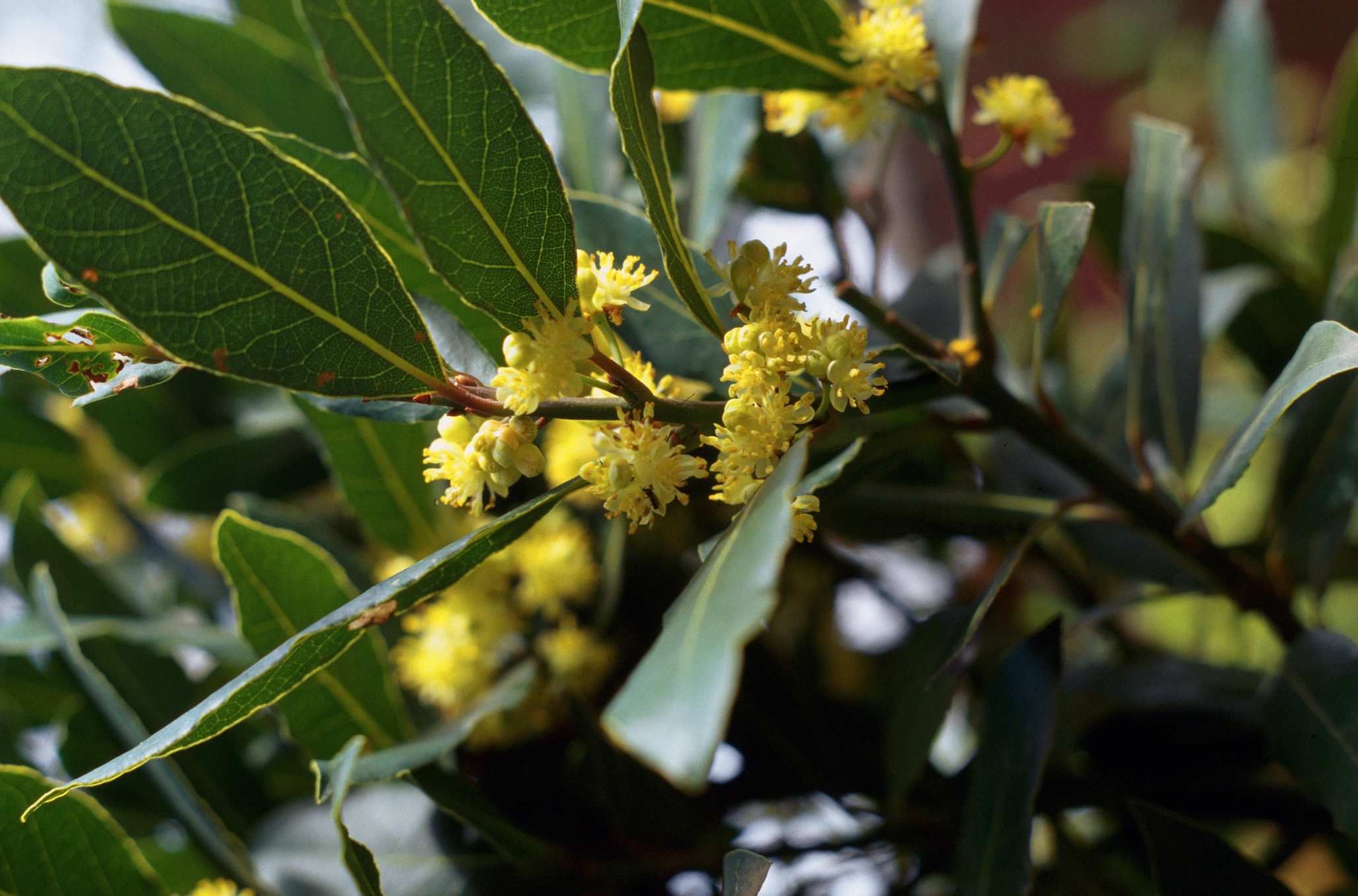 Bay tree leaves and flowers
